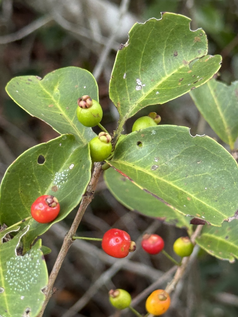 Eugenia punicifolia