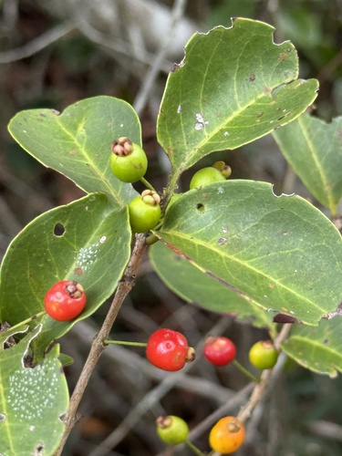 Eugenia punicifolia (Kunth) DC.