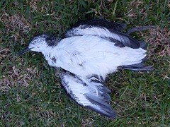 Puffinus assimilis