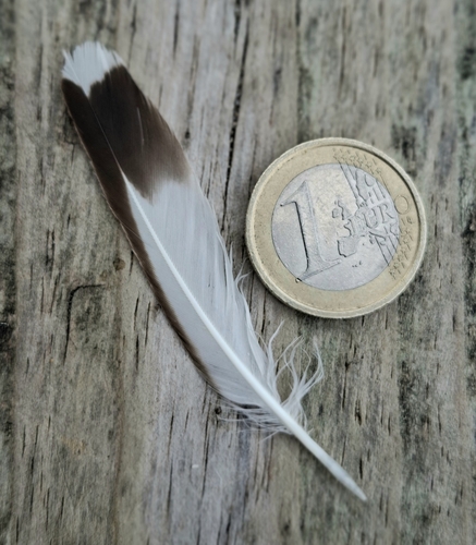 Plume de Tournepierre à collier