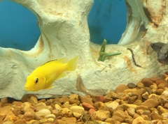 Labidochromis caeruleus