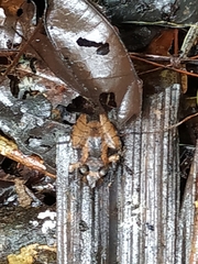 Pristimantis kichwarum