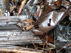 Pristimantis kichwarum