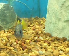 Lavender Cichlid photo 3