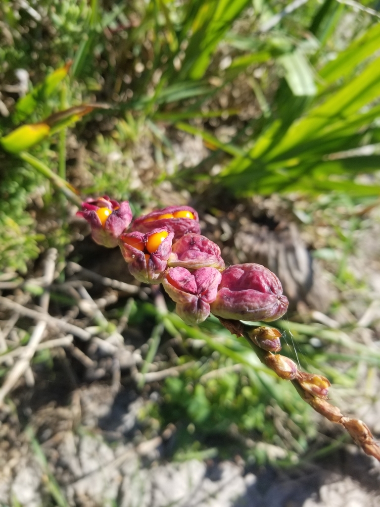 Chasmanthe aethiopica, Pelikan Park, Cape Town, 7941, South Africa, by danielcorreia