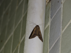 Lophoptera squammigera