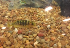 Pseudotropheus crabro