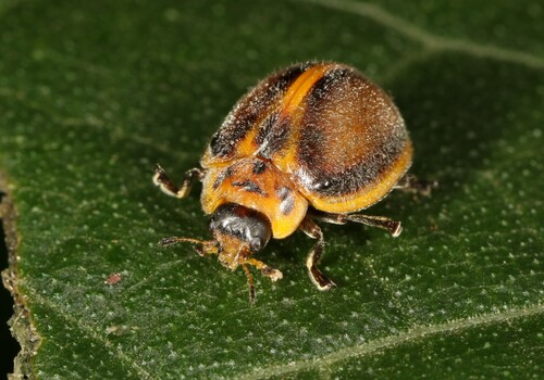 Epilachna Lady Beetles photo 3