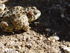 Anaxyrus canorus