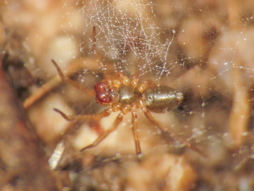 Syedra gracilis