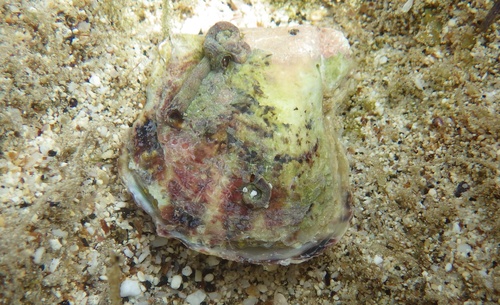 Pinctada imbricata