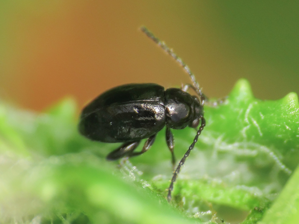 Longitarsus springeri