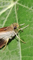 Calpodes longirostris