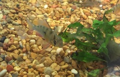 Mikrogeophagus altispinosus
