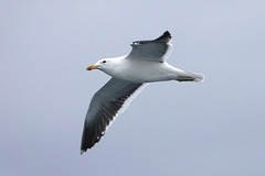 Larus dominicanus