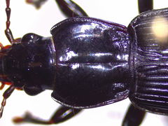 Pterostichus stygicus