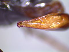 Pterostichus stygicus