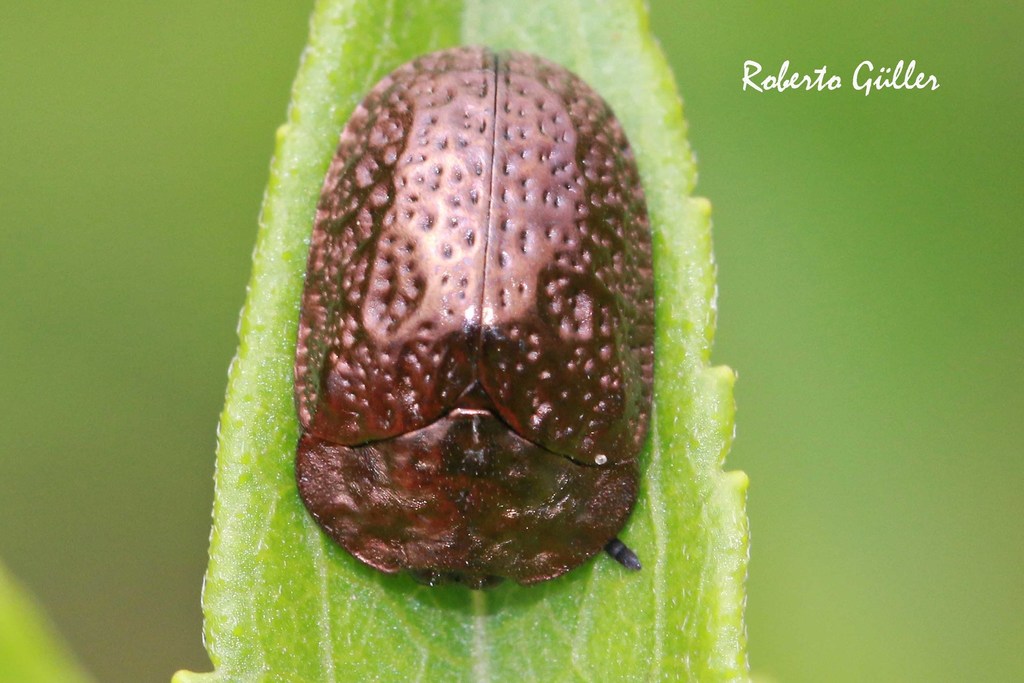 Chlamydocassis perforata