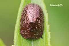 Chlamydocassis perforata