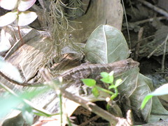 Anolis tropidonotus