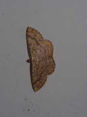 Synegia