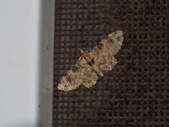 Gymnoscelis admixtaria