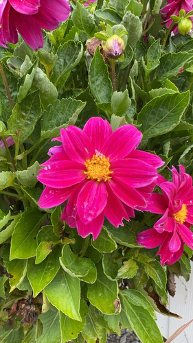 Natural Insect Repellents