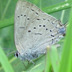 Satyrium acadica