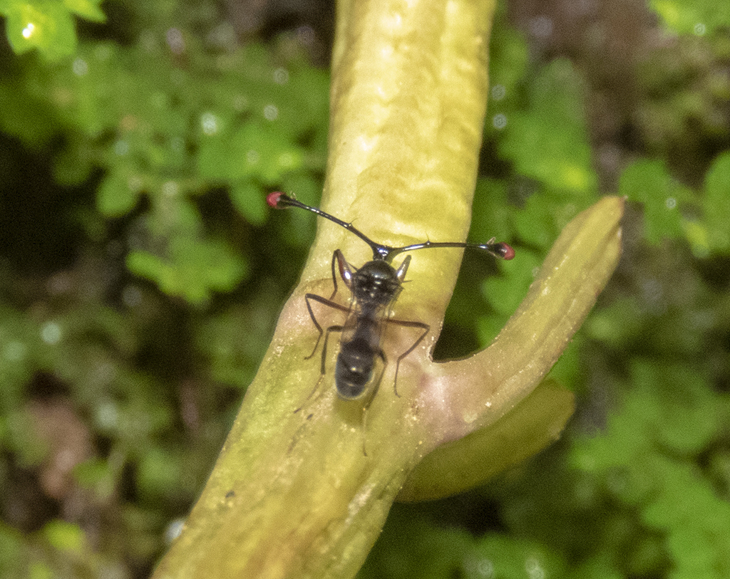 Teleopsis trichophoras (Teleopsis trichophoras)