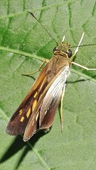 Calpodes longirostris