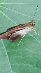 Calpodes longirostris