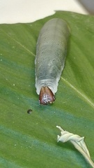 Calpodes longirostris