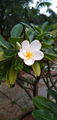 Plumeria obtusa