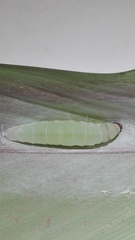 Calpodes longirostris