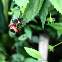 Dysdercus albofasciatus