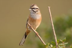 Rock Bunting photo 4