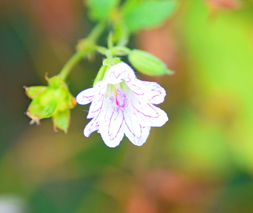 Pencilled Crane's-bill (Geranium versicolor)