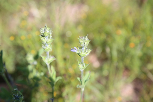 Bristling Sage (Salvia hirsuta)
