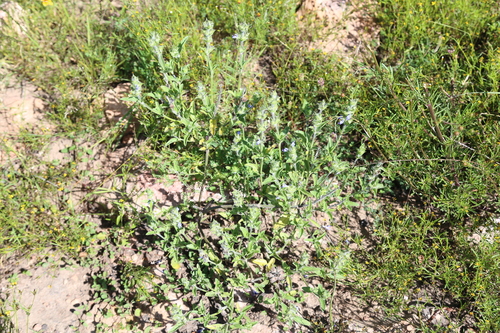 Salvia hirsuta, photograph 1