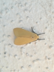 Pareuchaetes insulata