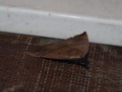 Hypena iconicalis