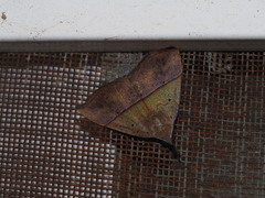 Hypena iconicalis