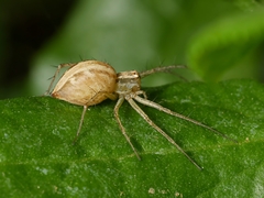 Oxyopes amoenus
