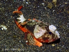Richardsonichthys leucogaster