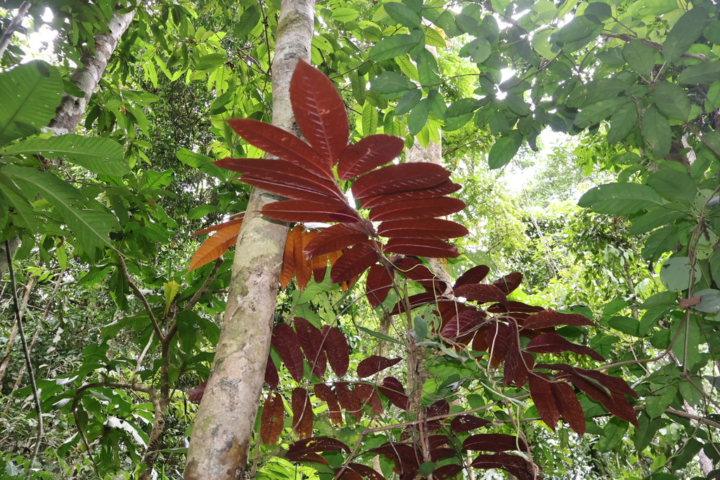 Canarium acutifolium (Canarium acutifolium)