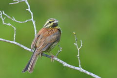 Cirl Bunting photo 2