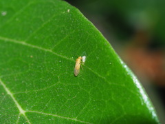 Caeciliusidae