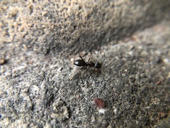 Lasius