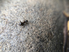 Lasius