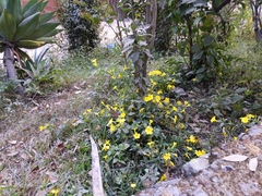 Magnoliopsida